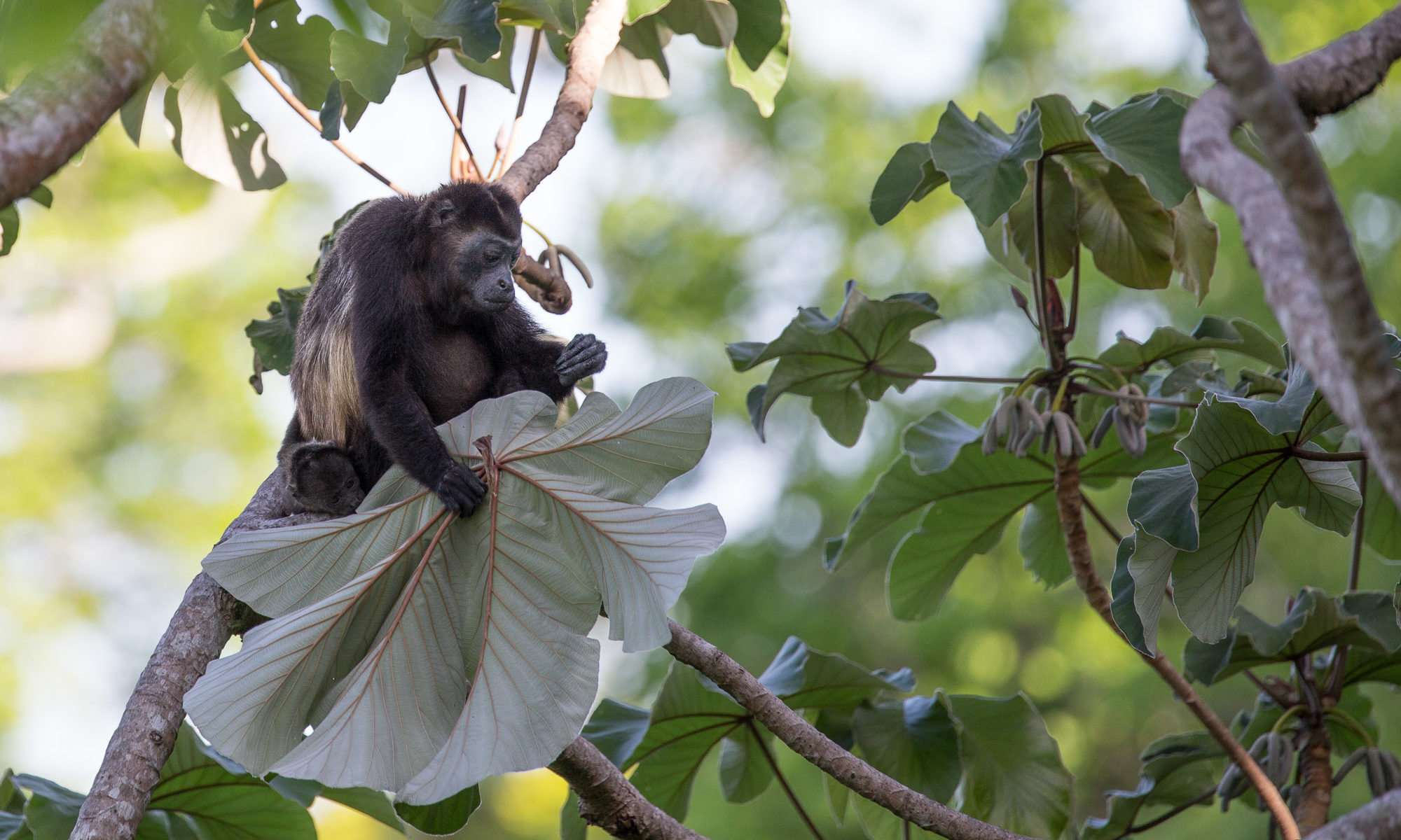 A howler monkey relaxing with a snack
