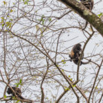 Howler monkeys, Finca Malinche, Laguna de Apoyo, Nicaragua