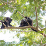 Howler monkeys, Finca Malinche, Laguna de Apoyo, Nicaragua